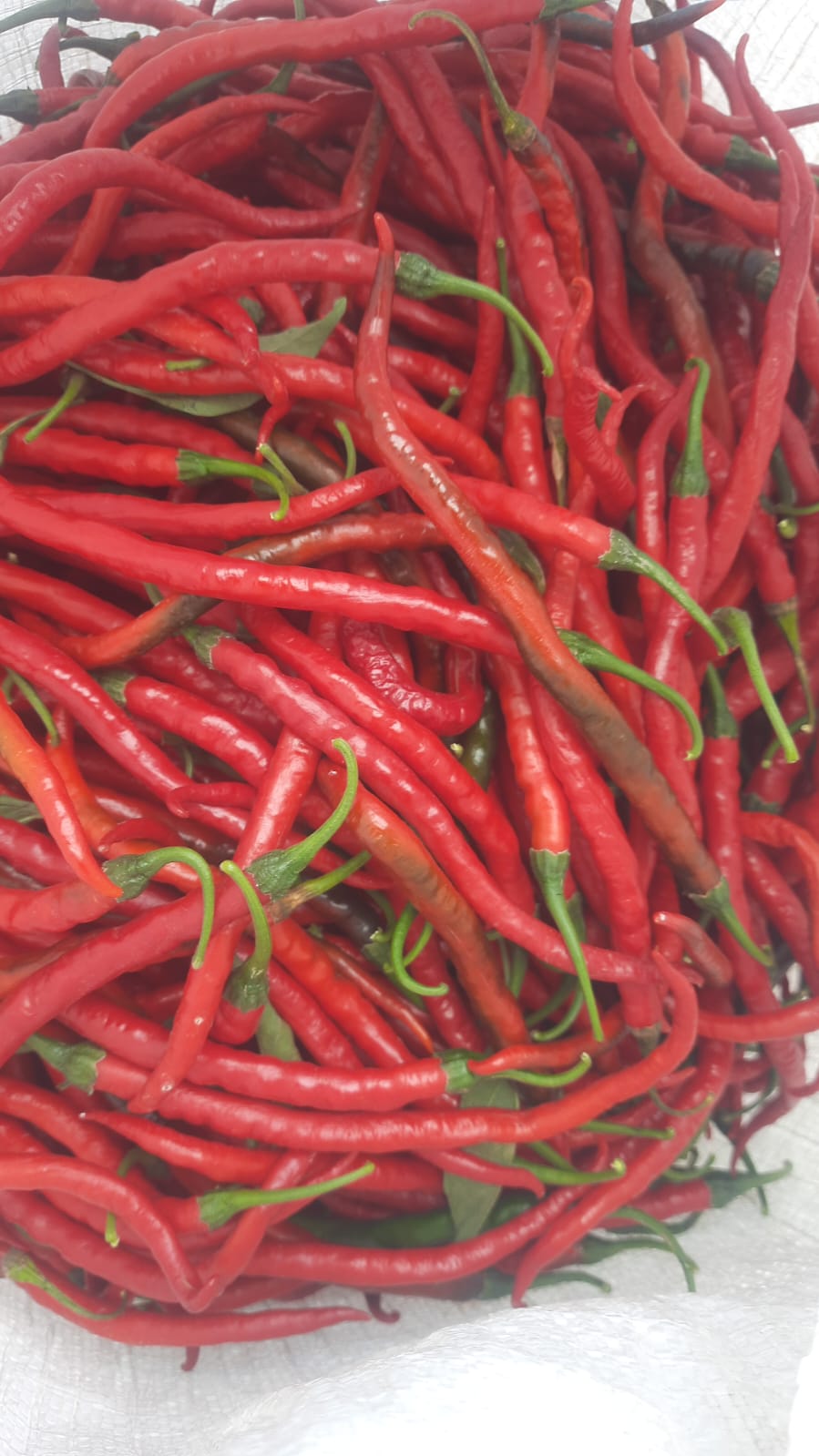 Cabai Merah Keriting Ukuran Kecil