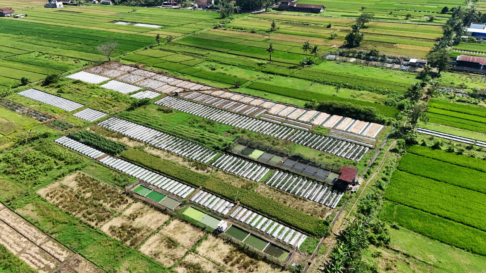 Lokasi Budidaya Adzta Gemilang Sejahtera